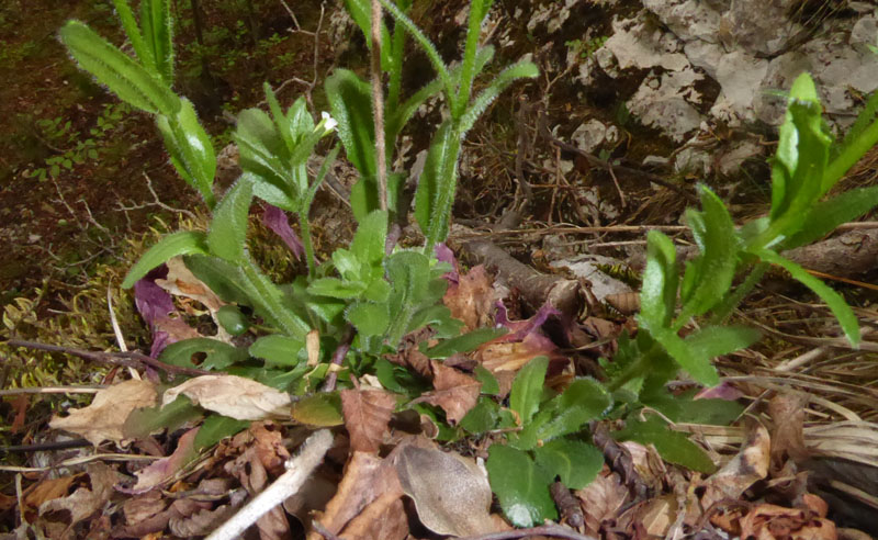 Arabis sp.